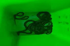 本想抓蜈蚣卖钱，却发现更值钱的蛇…5个人一口气抓了31条，均获刑图片