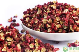 红花椒和青花椒的区别在哪？如何判断花椒质量？图片