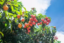 唱响“美荔”品牌！广州从化打造荔枝产业升级样板图片