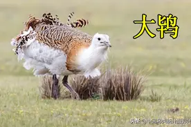 中国统计鸨科鸟类一共6种，提供大家欣赏识别辨认图片