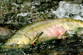 大马哈鱼的“怒吼”：黑龙江上游放流，全成了俄罗斯的“嫁衣”？图片