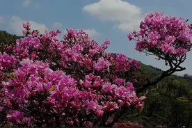 文艺百家|诗歌《梦回故乡》图片