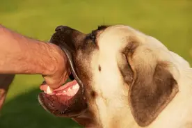 狂犬病为何致死率高达100%？现代医学这么发达，如何对抗狂犬病？图片