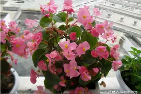 新手养四季海棠，满足4个关键条件，开花一茬接一茬图片