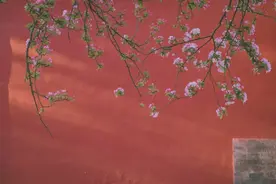 故宫海棠美上热搜！50张图带你看遍紫禁城的四时风光！图片