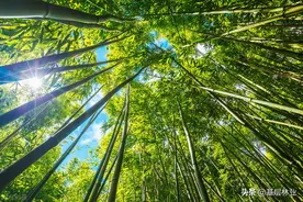 农民采伐毛竹虽然无需批准，但必须遵循技术规程及以下几个要点图片