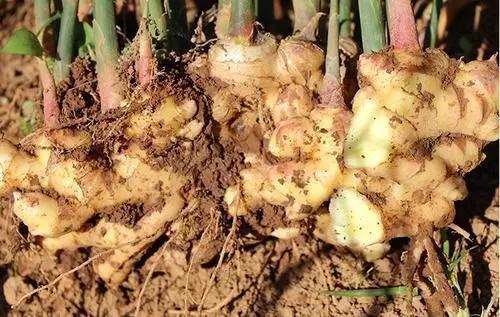 最好的地下块根、块茎膨大素，只需喷2遍，增产十分显著