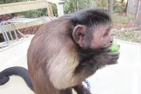 游客扔给猴子一个辣椒，猴子吃后立马上蹿下跳：这是什么鬼东西！视频封面