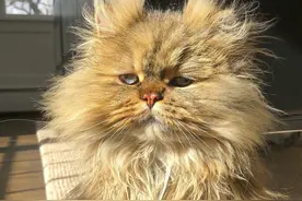 一只看上去永远没睡醒的猫，眼神忧郁、爱翻白眼图片