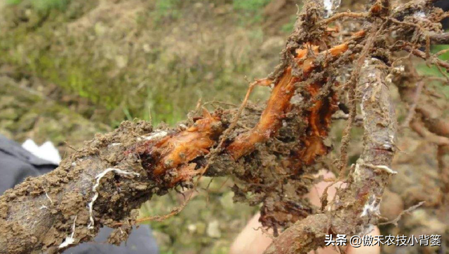 作物药物灌根防治病害效果差？学会这10个用药技巧效果能翻倍