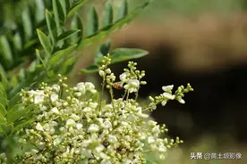 农村4年前大量栽植的双季槐，如今价格跌落谷底，问题出在哪里图片