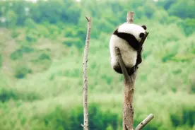 没有天敌的大熊猫，战斗力到底有多强？图片