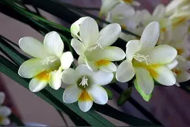 香雪兰平安度夏，避免这几个问题，花开一夏天图片