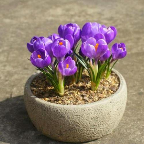 华丽的室内紫色盆栽植物,10种紫花送给爱花的你