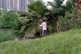 棕编蚱蜢的编制过程图片