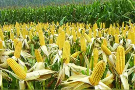 俗语＂玉米割掉两次头，粮价再低也不愁＂啥意思？有科学道理吗？图片