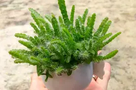 火龙果都能养成小盆栽，挖出小黑籽泡发芽，新叶绿油油真可爱图片