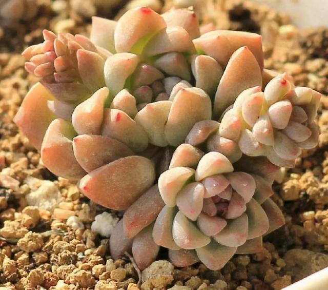 香味浓郁的7种多肉,邻居闻着就馋