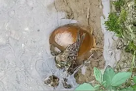 水稻田总是漏水怎么办？这3个小窍门，助你摆脱水稻田漏水困惑图片