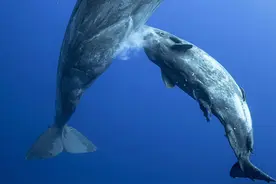 你见过鲸鱼喝奶吗？摄影师拍下罕见画面，原来鲸鱼是这样吃奶图片