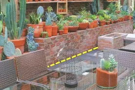 装修剩的红砖教你怎么用，砌一道红砖花墙，守一方小院，非常漂亮图片