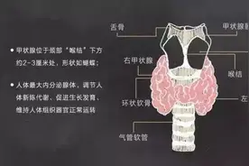 手把手教你看懂甲状腺超声报告图片
