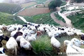 赶上“七山羊” 踏秋“云牧场”图片