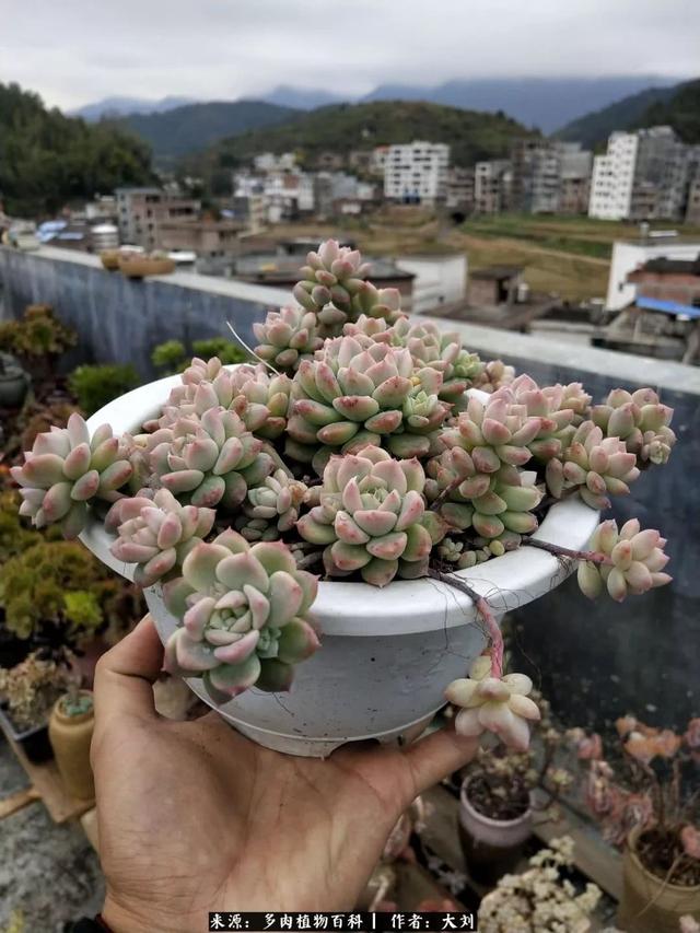 多肉植物多明戈(多肉植物图片大全大图)-措必培