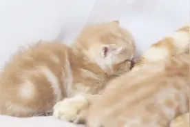 小猫抢不到奶，躲到角落里生闷气，猫妈也不管，委屈巴巴令人心疼