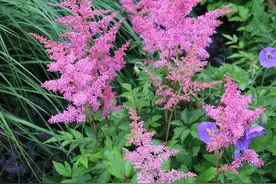 落新妇种上一片，效果真不错图片