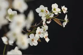 你听说了吗？雄州梨湾要开梨花游园会啦！图片