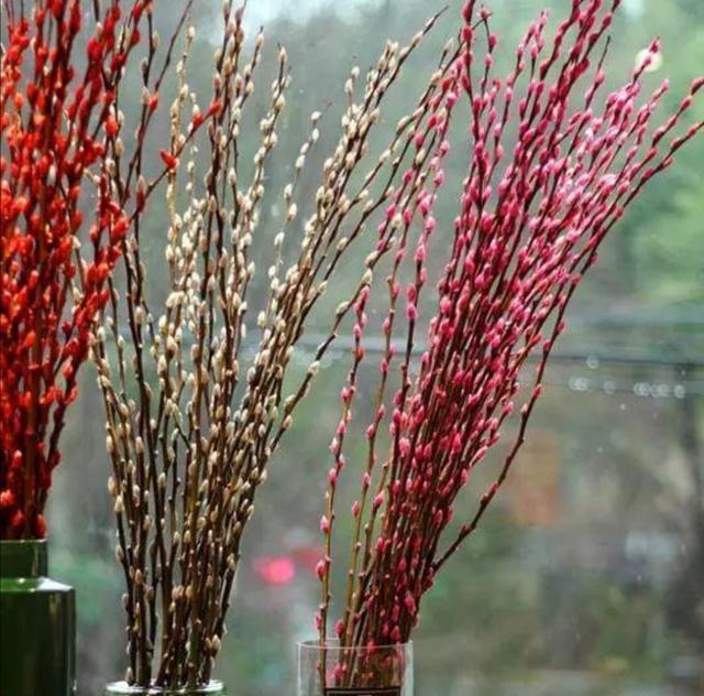 春节快要到了，家里养瓶银柳，开花200天，漂亮又喜庆
