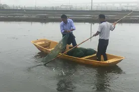 高淳“健康”小龙虾上市图片
