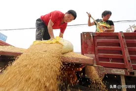 小麦：树欲静而风不止图片