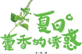 讲故事识藿香，夏季防中暑，为啥藿香要为主？及现代使用方法图片