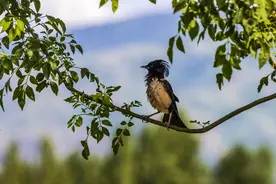 #新疆#「草原的守望者—粉红椋鸟」图片