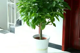 如何把控浇水关键？多注意此3点，就不用担忧操作失误造成伤亡图片