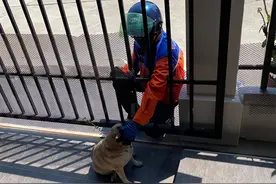 巴哥犬与快递员的神秘感情，被主人发现后，疯狂购物满足他们见面图片