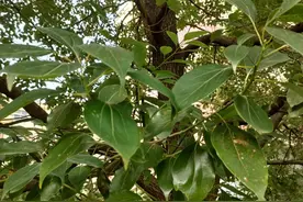 国家二级保护树种——香樟树，它的这些好处你知道吗图片