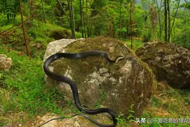 我国药用历史最悠久的蛇类之一，乌梢蛇有什么神奇之处？图片