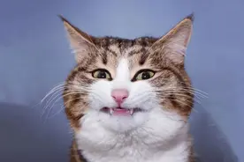 养猫的8大好处，你知道吗？怪不得养猫的人越来越多图片