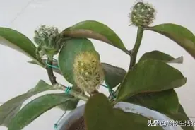 叶仙人掌嫁接仙人球的方法图片