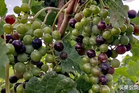 常见的氨基酸有十几种，在植物中的用法你知道吗？图片