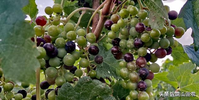 常见的氨基酸有十几种，在植物中的用法你知道吗？