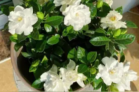 栀子花单花花期短，改正2个“小动作”，花开持久，香味更足图片