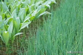 这些蔬菜秋天种植时效性强，不可错过季节，附四季种菜时间表图片