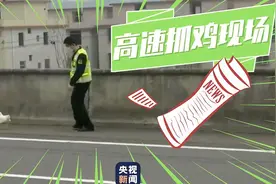 撒欢小鸡高速狂飙 交警半小时悉数“抓捕”图片