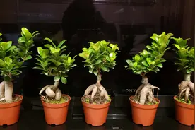 人参榕掉叶，生虫，看过来！图片