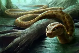 寿命可达20万年？云南发现一条5米长巨蟒，蛇龄30年还很年轻？图片