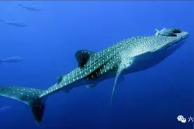 印尼一头小鲸鲨游近码头，还张开大嘴向渔民要鱼吃，一点也不怕人图片